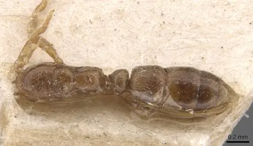 Hypoponera ragusai specimen CASENT0907314 image casent0907314_1