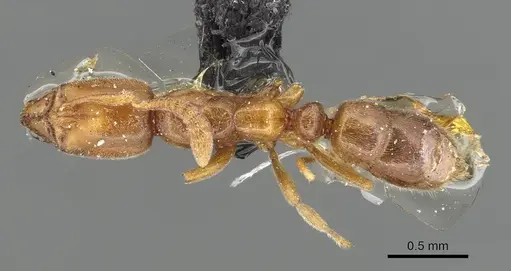 Hypoponera ragusai specimen CASENT0915493 image casent0915493_1