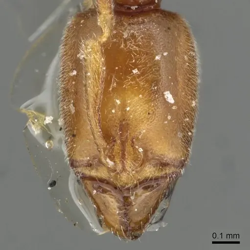 Hypoponera ragusai specimen CASENT0915493 image casent0915493_2