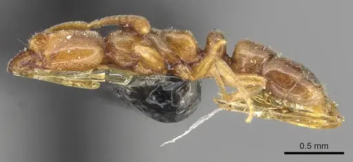 Hypoponera ragusai specimen CASENT0915493 image casent0915493_3