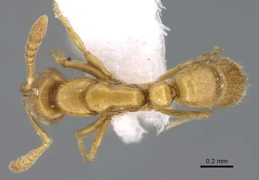 Hypoponera ragusai specimen CASENT0922299 image casent0922299_1