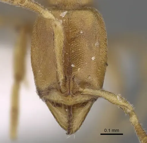Hypoponera ragusai specimen CASENT0922299 image casent0922299_2