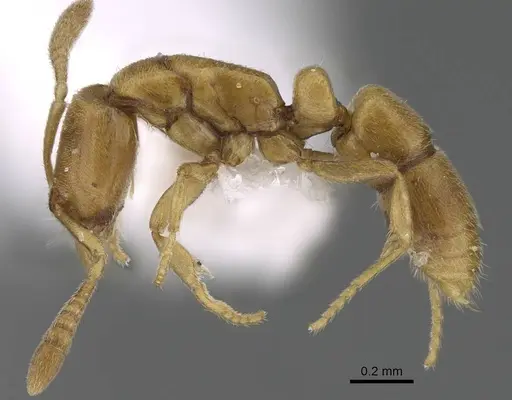 Hypoponera ragusai specimen CASENT0922299 image casent0922299_3