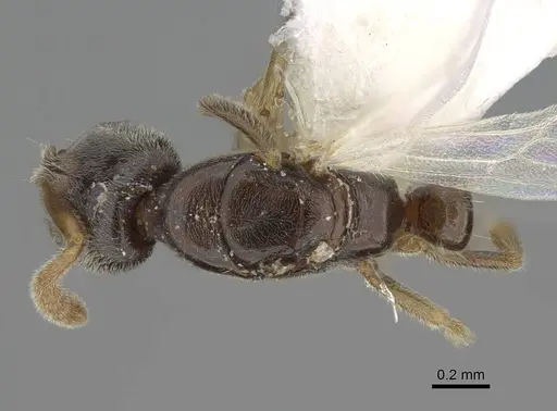 Hypoponera ragusai specimen CASENT0922630 image casent0922630_1