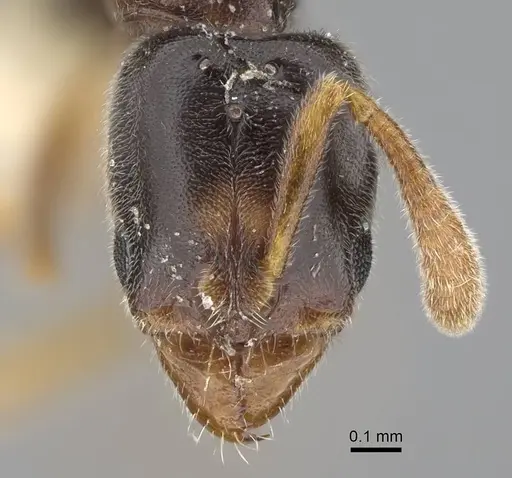 Hypoponera ragusai specimen CASENT0922630 image casent0922630_2