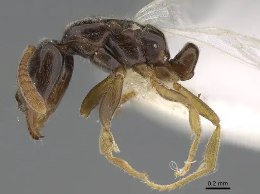 Hypoponera ragusai specimen CASENT0922630 image casent0922630_3