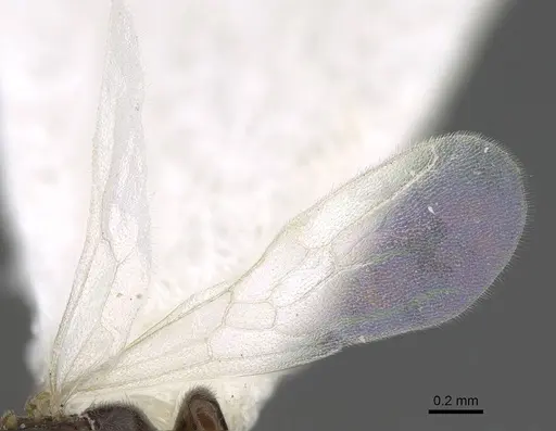 Hypoponera ragusai specimen CASENT0922630 image casent0922630_4