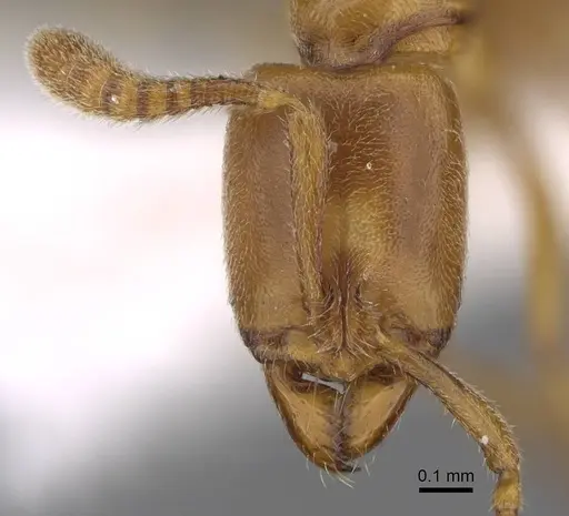 Hypoponera ragusai specimen CASENT0922863 image casent0922863_2