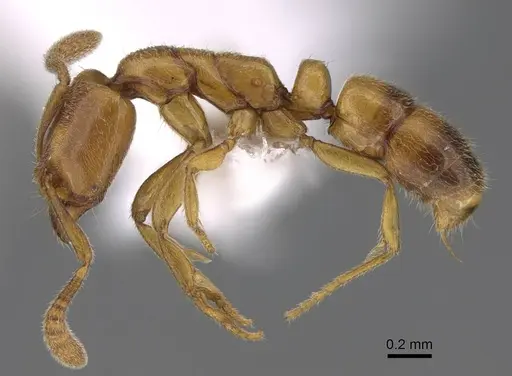 Hypoponera ragusai specimen CASENT0922863 image casent0922863_3