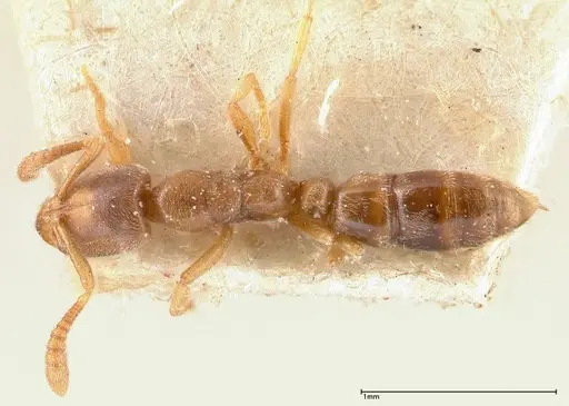 Hypoponera ragusai specimen FOCOL0361 image focol0361_1