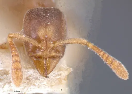 Hypoponera ragusai specimen FOCOL0361 image focol0361_2
