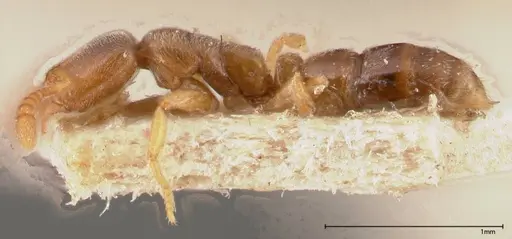 Hypoponera ragusai specimen FOCOL0361 image focol0361_3