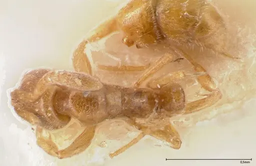 Hypoponera ragusai specimen FOCOL0363 image focol0363_1