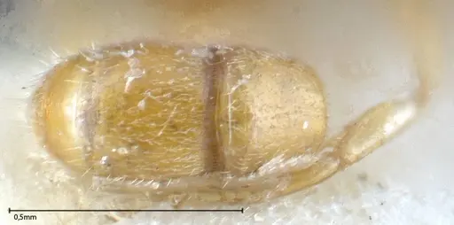 Hypoponera ragusai specimen FOCOL0363 image focol0363_2