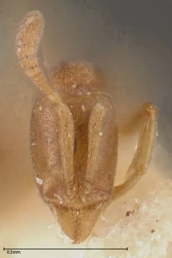 Hypoponera ragusai specimen FOCOL0363 image focol0363_3