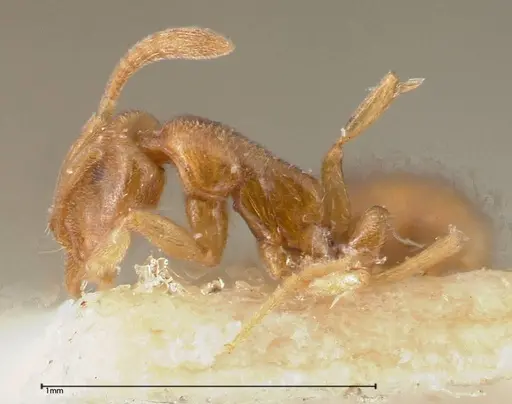 Hypoponera ragusai specimen FOCOL0363 image focol0363_4
