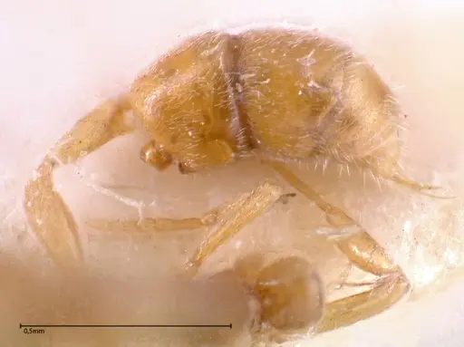 Hypoponera ragusai specimen FOCOL0363 image focol0363_5