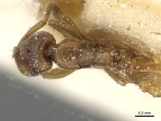 Hypoponera rectidens specimen CASENT0915298 image casent0915298_1