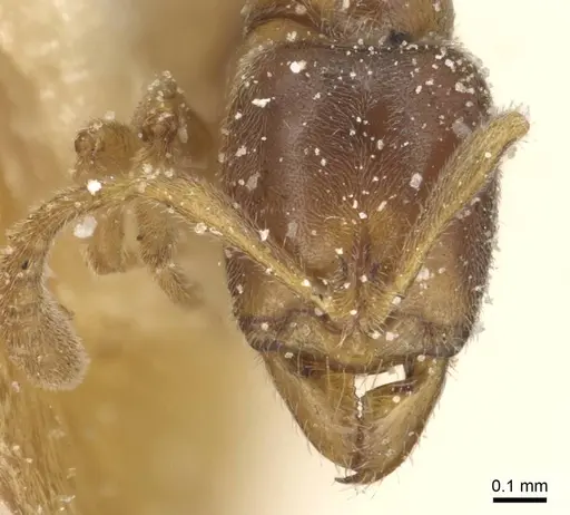 Hypoponera rectidens specimen CASENT0915298 image casent0915298_2