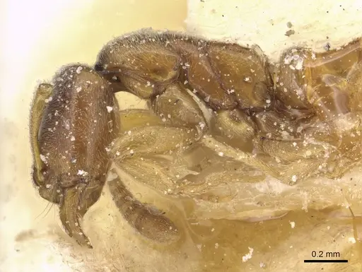 Hypoponera rectidens specimen CASENT0915298 image casent0915298_3