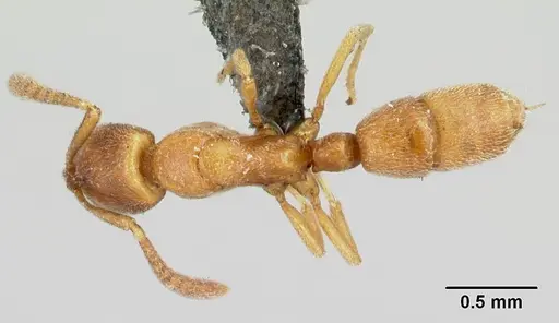 Hypoponera regis specimen CASENT0192423 image casent0192423_1