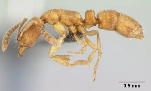 Hypoponera regis specimen CASENT0192423 image casent0192423_3