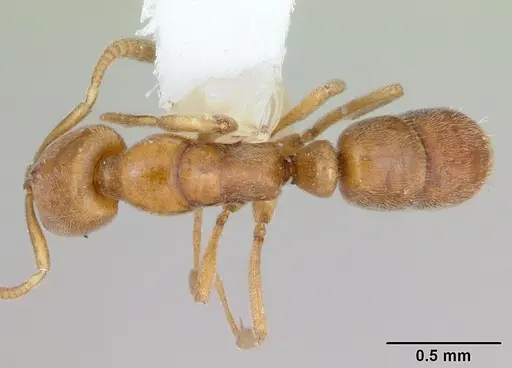 Hypoponera reichenspergeri specimen CASENT0173717 image casent0173717_1