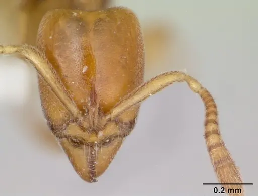 Hypoponera reichenspergeri specimen CASENT0173717 image casent0173717_2