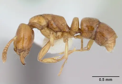 Hypoponera reichenspergeri specimen CASENT0173717 image casent0173717_3