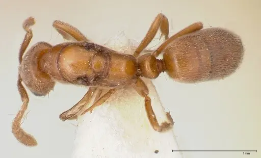 Hypoponera rigida specimen FOCOL0355 image focol0355_1