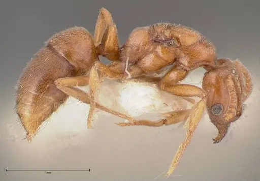Hypoponera rigida specimen FOCOL0355 image focol0355_3
