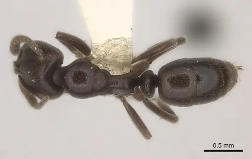 Hypoponera sabronae specimen CASENT0217522 image casent0217522_1