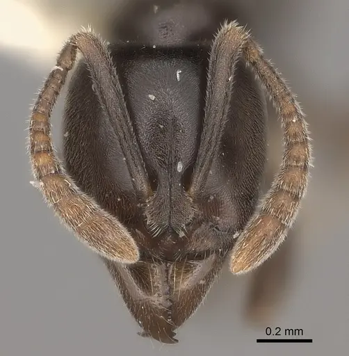 Hypoponera sabronae specimen CASENT0217522 image casent0217522_2