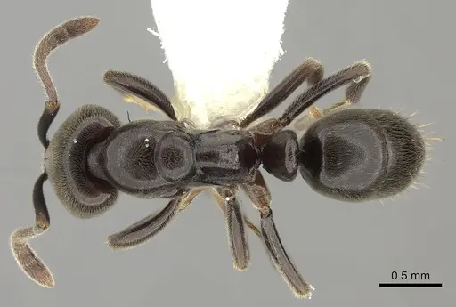 Hypoponera sabronae specimen CASENT0260432 image casent0260432_1