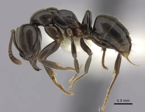 Hypoponera sabronae specimen CASENT0260432 image casent0260432_3