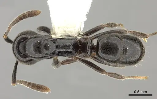 Hypoponera sabronae specimen CASENT0260433 image casent0260433_1