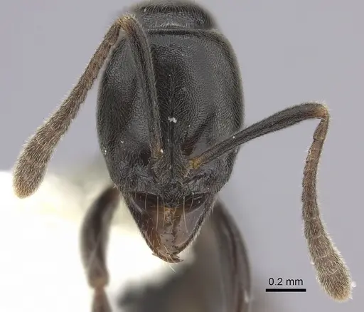 Hypoponera sabronae specimen CASENT0260433 image casent0260433_2