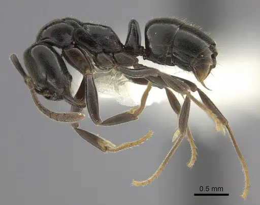 Hypoponera sabronae specimen CASENT0260433 image casent0260433_3