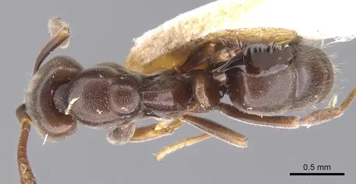 Hypoponera sabronae specimen CASENT0902566 image casent0902566_1
