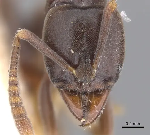 Hypoponera sabronae specimen CASENT0902566 image casent0902566_2