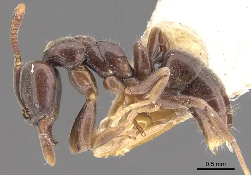 Hypoponera sabronae specimen CASENT0902566 image casent0902566_3