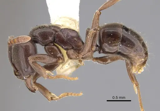 Hypoponera sabronae specimen CASENT0923400 image casent0923400_1