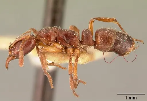 Hypoponera sakalava specimen CASENT0101022 image casent0101022_3