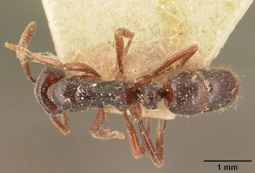 Hypoponera sakalava specimen CASENT0101024 image casent0101024_1