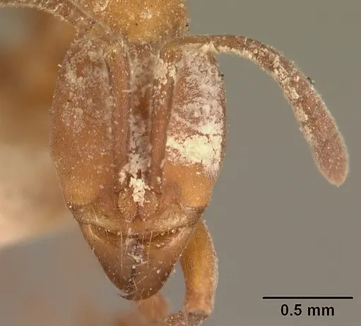 Hypoponera sakalava specimen CASENT0101025 image casent0101025_2