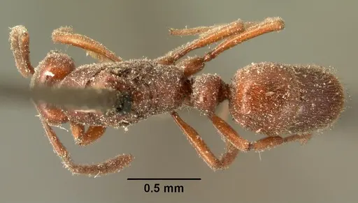 Hypoponera sakalava specimen CASENT0101684 image casent0101684_1