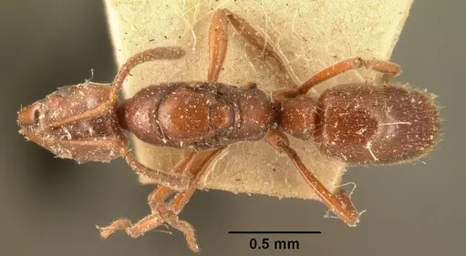Hypoponera sakalava specimen CASENT0101700 image casent0101700_1