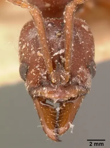 Hypoponera sakalava specimen CASENT0101700 image casent0101700_2