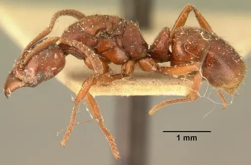 Hypoponera sakalava specimen CASENT0101700 image casent0101700_4