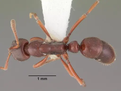 Hypoponera sakalava specimen CASENT0102275 image casent0102275_1
